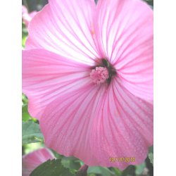 Mamelukrmer. Silver cup. Lavatera trimestris. Fr.