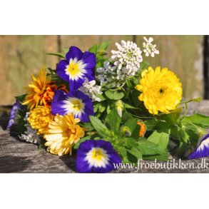 Blomsterblanding til lave blomster. X-tra stor portion. Fr