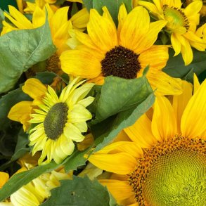 Solsikke fr�. Dwarf spray mixed. Helianthus annuus. Ca. 60 �kologiske fr�.