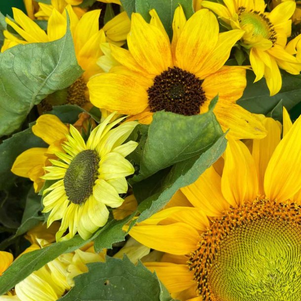 Solsikke fr�. Dwarf spray mixed. Helianthus annuus. Ca. 60 �kologiske fr�.
