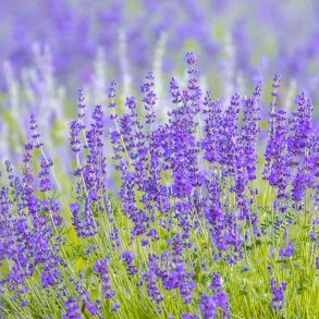 Lavendler fr�. Munstead Strain. Lavandula angustifolia. Ca. 350 Fr�