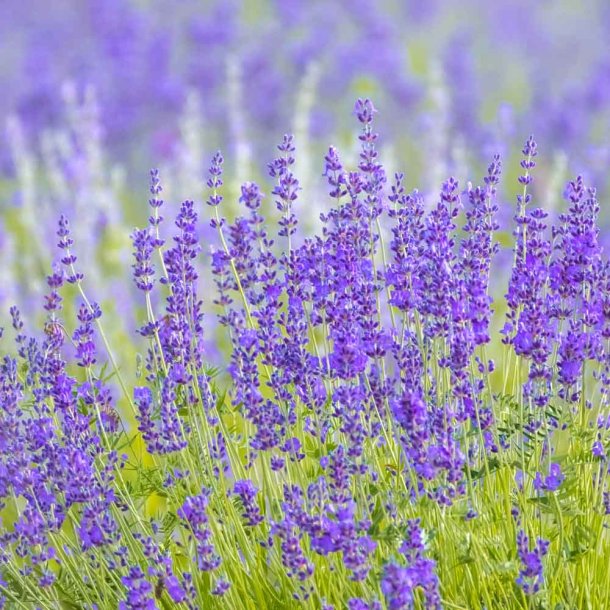 Lavendler fr�. Munstead Strain. Lavandula angustifolia. Ca. 350 Fr�