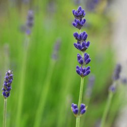 Lavendler fr�. Munstead Strain. Lavandula angustifolia. Ca. 350 Fr�