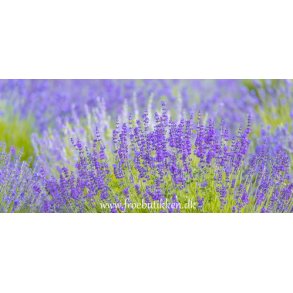 Lavendler. Munstead Strain. Lavandula angustifolia. Fr