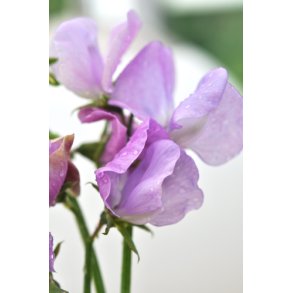 rteblomster. Lavender. Lathyrus odoratus. Fr.