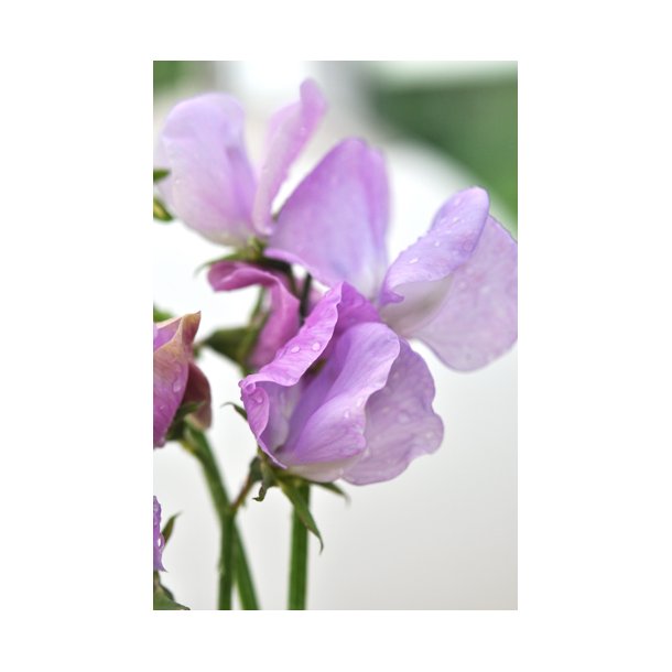 rteblomster. Lavender. Lathyrus odoratus. Fr.