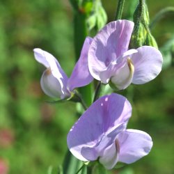 �rteblomster fr�. Spencer. Leamington.  Lathyrus odoratus. Ca. 75 Fr�.