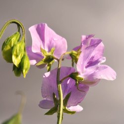 �rteblomster fr�. Spencer. Leamington.  Lathyrus odoratus. Ca. 75 Fr�.