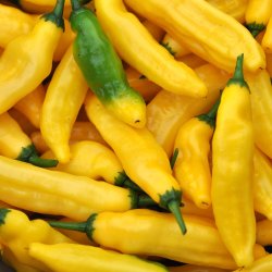 Chili fr�. Lemon drop. Capsicum baccatum. Ca. 10 Fr�
