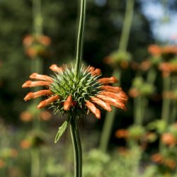 L�ve�re fr�. Leonotis nepetifolia. Ca. 200 Fr�