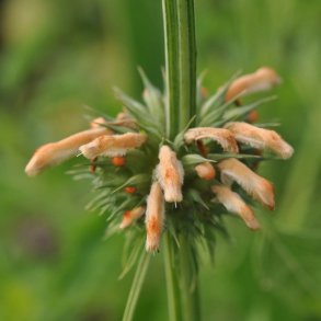 L�ve�re fr�. Leonotis nepetifolia. Ca. 200 Fr�