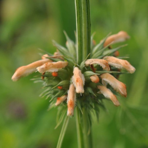 L�ve�re fr�. Leonotis nepetifolia. Ca. 200 Fr�