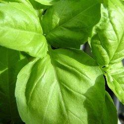 Basilikum fr�. Salatblad. Ocimum basilicum. XL pose. Ca. 7800 Fr�.