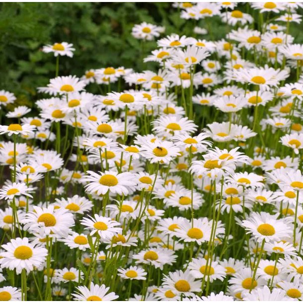 Okseje. Hvid. Wild form. Leucanthemum vulgare. Fr