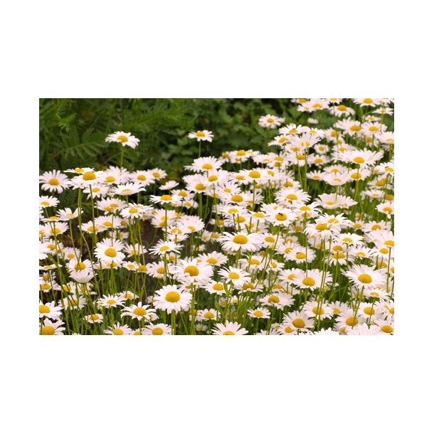 Okseje. Hvid. Leucanthemum vulgare. Wild form. Fr