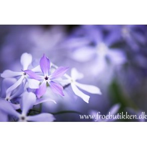 Levkj, Natlevkj. Matthiola longipetala. Fr.