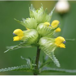 Liden skjaller. Rhinanthus minor. Fr