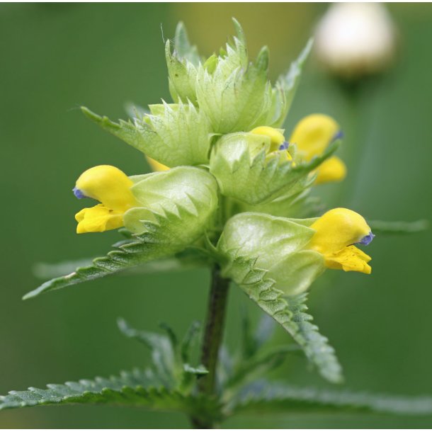 Liden skjaller. Rhinanthus minor. Fr