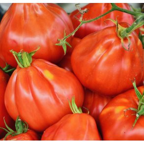 Tomat. Liguria. Solanum lycopersicum. Fr