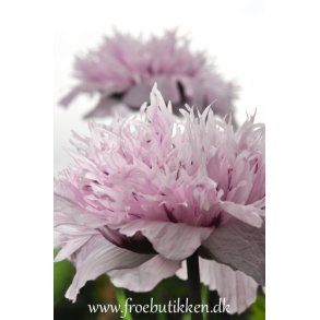 Opiumvalmue. Lilac pompom. Papaver somniferum. Fr.