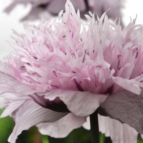Opiumvalmue fr�. Lilac pompom. Papaver somniferum. 5100 Fr�.