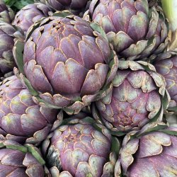 Artiskokker fr�. Violetto di Provence. Cynara scolymus. Ca. 60 Fr�.