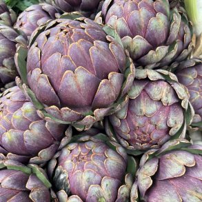 Artiskokker fr�. Violetto di Provence. Cynara scolymus. Ca. 60 Fr�.