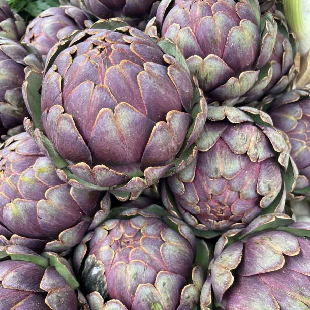 Artiskokker fr�. Violetto di Provence. Cynara scolymus. Ca. 60 Fr�.