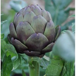 Artiskokker fr�. Violetto di Provence. Cynara scolymus. Ca. 60 Fr�.