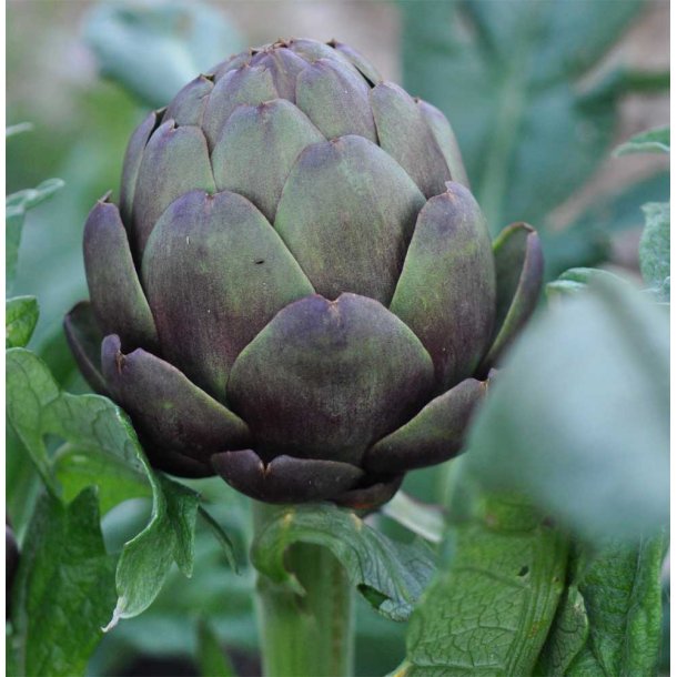 Artiskokker. Violetto di Provence. Cynara scolymus. Fr.