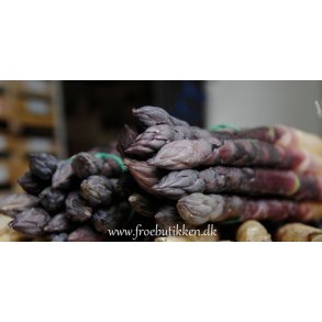 Asparges. Albenga F1. Asparagus officinalis. Fr.