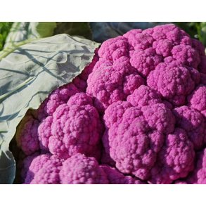 Blomkl. Di Sicilia violetto. Brassica oleracea. Fr.