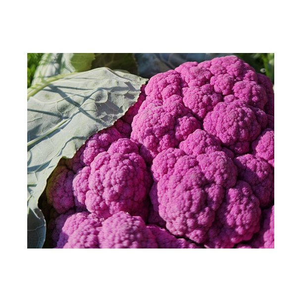 Blomkl. Di Sicilia violetto. Brassica oleracea. Fr.