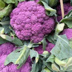 Blomk�l fr�. Di Sicilia violetto. Brassica oleracea. Ca. 350 Fr�.