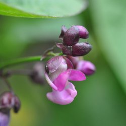 B�nner fr�. Purple Queen. Phaseolus vulgaris. Busk. XL pose. Ca. 320 Fr�.