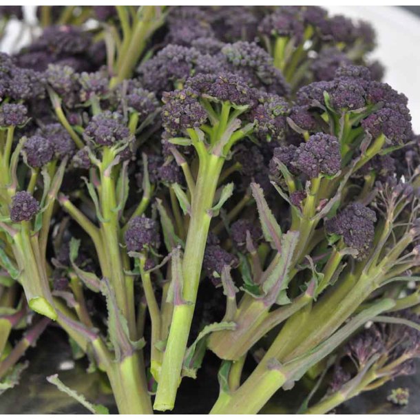 Broccoli fr. Purple sprouting. Brassica oleracea. Ca. 250 Fr