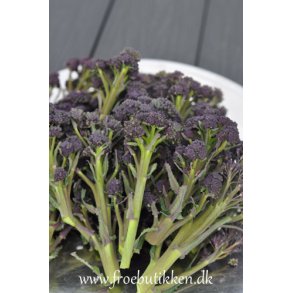 Broccoli. Purple sprouting. Brassica oleracea. Fr
