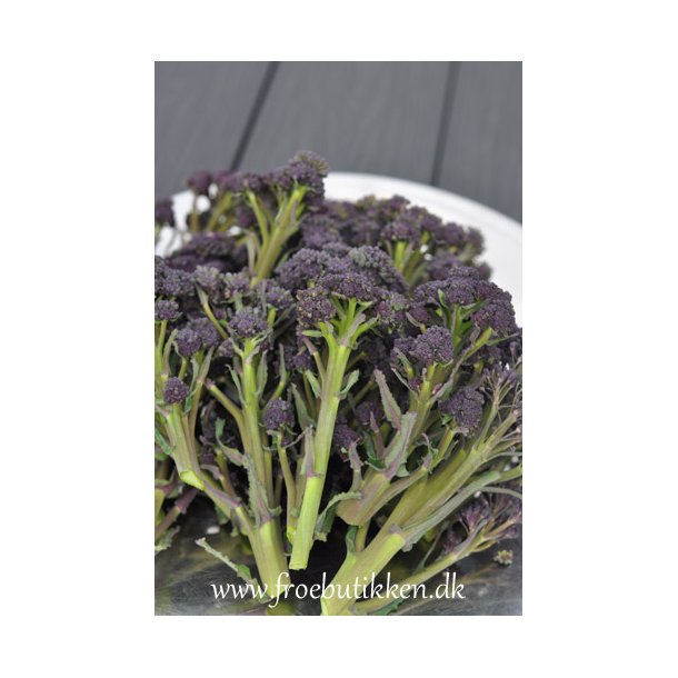 Broccoli. Purple sprouting. ID1888-5735. Fr