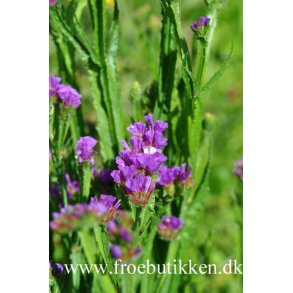 Hindebger / Staticer. Purple. Limonium sinuatum. Fr