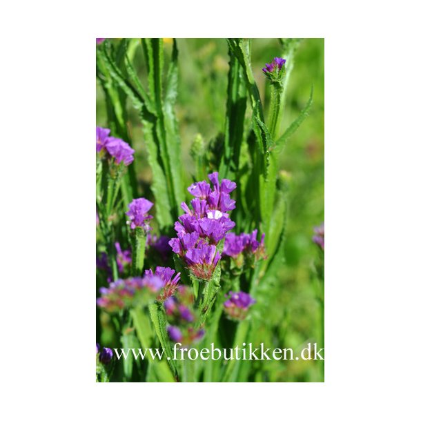 Hindebger / Staticer. Purple. Limonium sinuatum. Fr