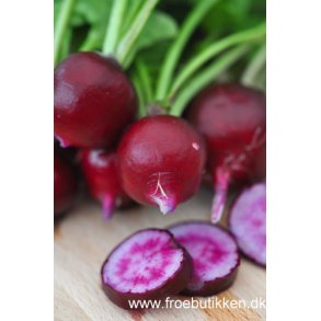 Radiser. Malaga. Raphanus sativus. Fr.