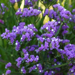 Hindeb�ger / Staticer fr�. Purple. Limonium sinuatum. Ca. 275 Fr�