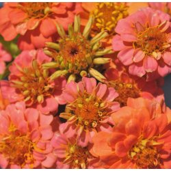Frkenhat. Zinnia elegans. Lilliput Salmon gem. Fr