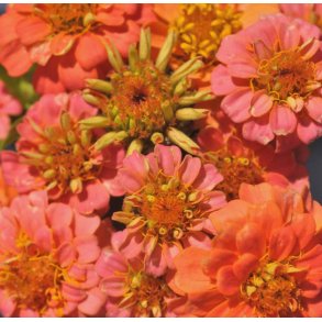 Frkenhat. Zinnia elegans. Lilliput Salmon gem. Fr