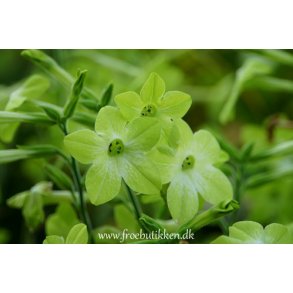 Tobaksblomst. Nicotiana x sanderae. Lime green. Fr.