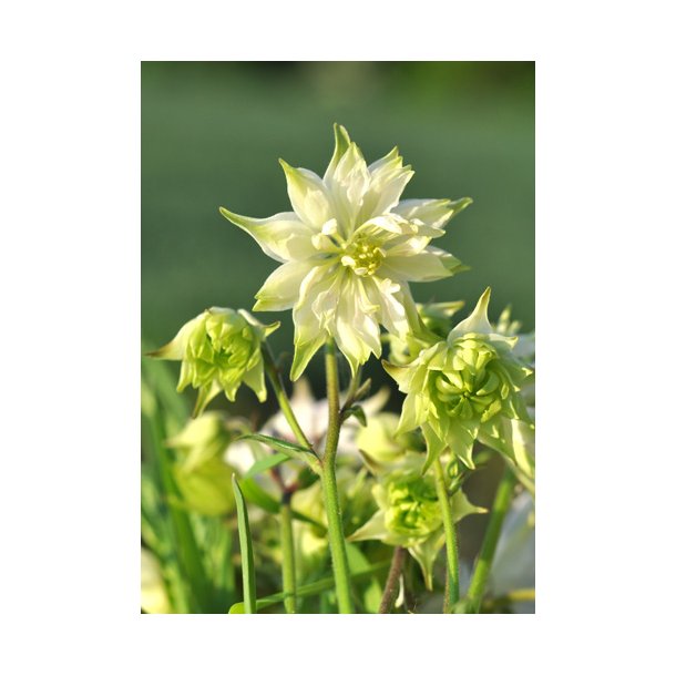 Akelejer. Lime sorbet. Aquilegia vulgaris. Fr