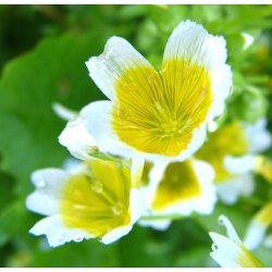 Spejlg. Limnanthes douglasii. Fr.