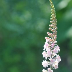 Torskemund fr�. Canon J. Went. Linaria purpurea. Ca.1450 Fr�