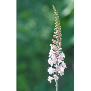 Torskemund. Canon J. Went. Linaria purpurea. Fr