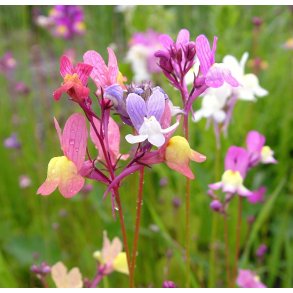 Torskemund. Northern lights. Linaria maroccana. Fr.